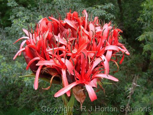 Gymea lily Doryanthes excelsa_2 